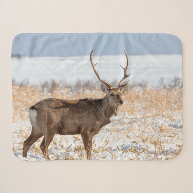 Couverture Sherpa Cerf Sika dans un champ enneigé | Japon (Devant (Horizontal))
