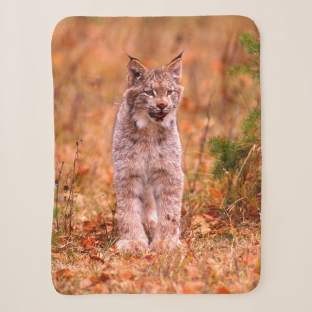 Couverture Sherpa Chasse au lynx roux | Forêt automnale (Devant)