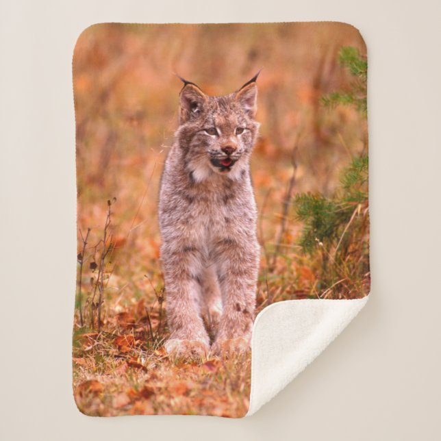 Couverture Sherpa Chasse Bobcat | Forêt d'automne (Devant)
