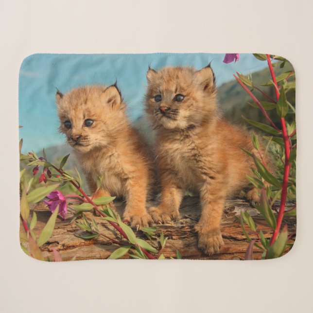 Couverture Sherpa Chatons Lynx Canadien, Alaska (Devant (Horizontal))