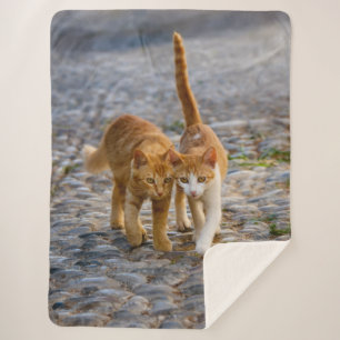 Couverture Sherpa Chats mignons Chatons Chatons Amis Chemin Pierre P