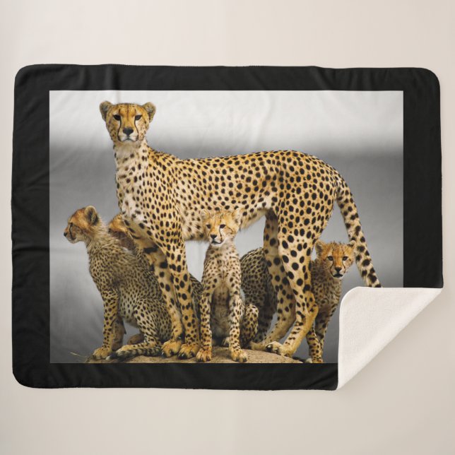 Couverture Sherpa Cheetahs (Devant (Horizontal))