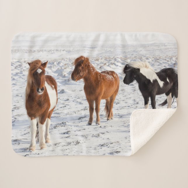 Couverture Sherpa Cheval islandais avec manteau d'hiver typique (Devant (Horizontal))