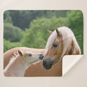 Couverture Sherpa Chevaux mignons poulain de Haflinger et baiser de