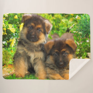 Couverture Sherpa Chiots de berger allemand
