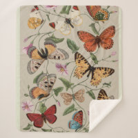 Collection de la papillon Moth Nature Dessin