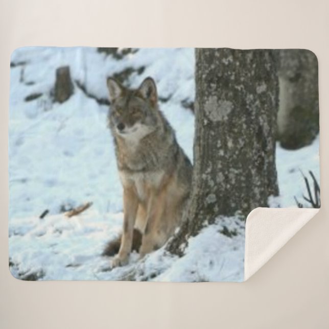 COUVERTURE SHERPA COYOTE DANS LA SAUVAGE (Devant (Horizontal))
