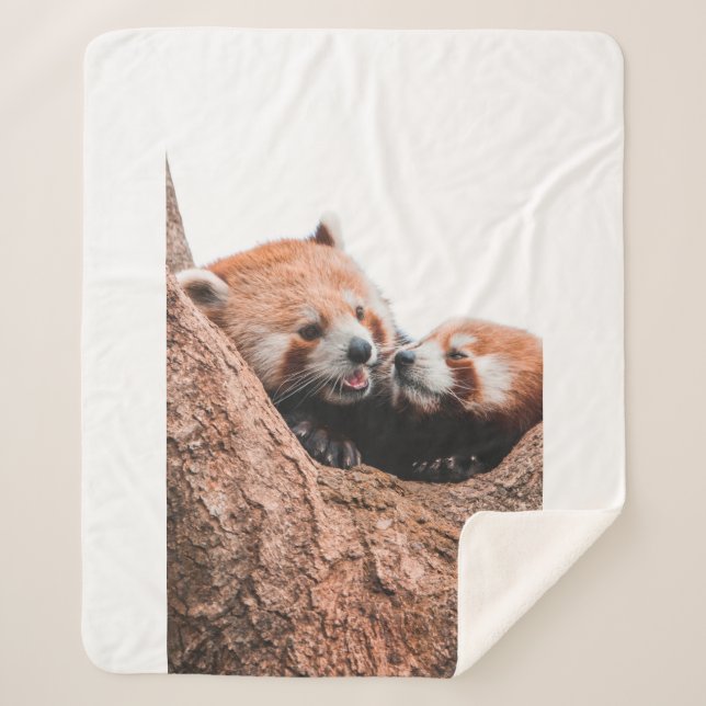 COUVERTURE SHERPA CUTE KOALA BEAR FAMILLE (Devant)