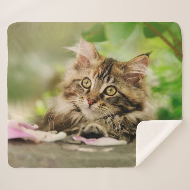 Couverture Sherpa Cute Tabby Maine Coon Chat Kitten Fluffé Tête Phot (Devant (Horizontal))