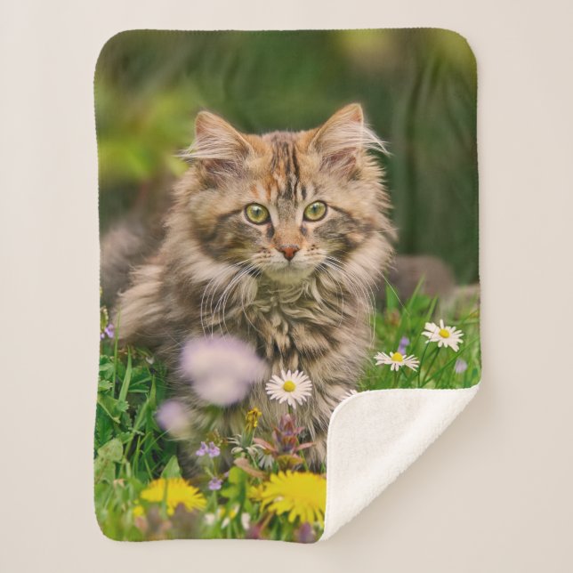 Couverture Sherpa Cute Tabby Maine Coon Kitten Chat Tête d'animal Ph (Devant)