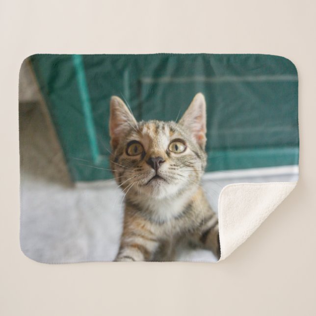 Couverture Sherpa Cutest Baby Animals | Cute Tabby Kitten (Devant (Horizontal))