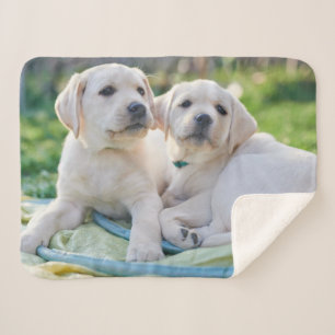 Couverture Sherpa Cutest Baby Animals   Yellow Labrador Retrievers
