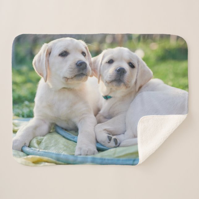 Couverture Sherpa Cutest Baby Animals | Yellow Labrador Retrievers (Devant (Horizontal))