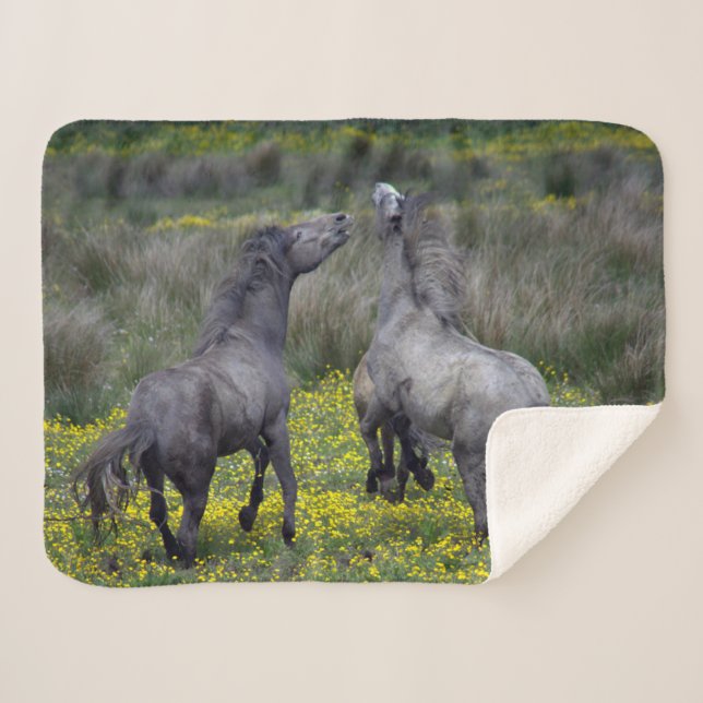 Couverture Sherpa Deux chevaux Buck and Play (Devant (Horizontal))
