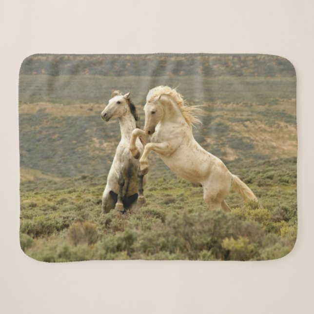 Couverture Sherpa Deux Stallions sauvages combattent (Devant (Horizontal))