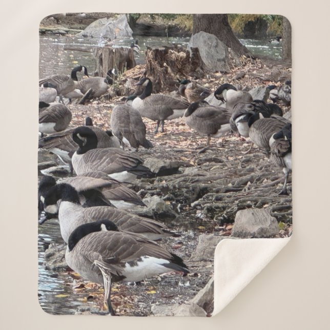 Couverture Sherpa d'oies dans le parc (Devant)