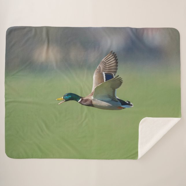 Couverture Sherpa DUCK en vol (Devant (Horizontal))