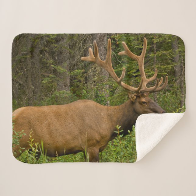 Couverture Sherpa Élan mâle | Parc national Banff, Alberta, Canada (Devant (Horizontal))