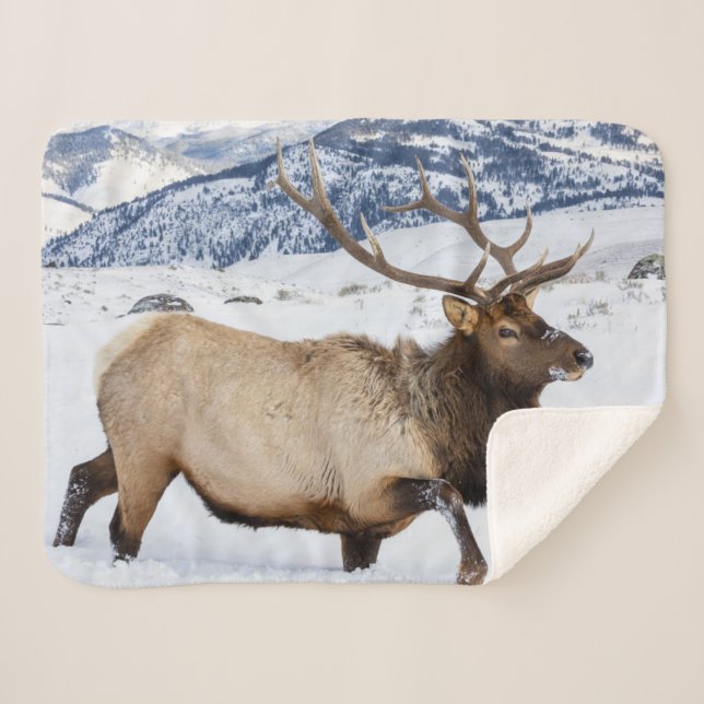 Couverture Sherpa Élan mâle | Wyoming (Devant (Horizontal))