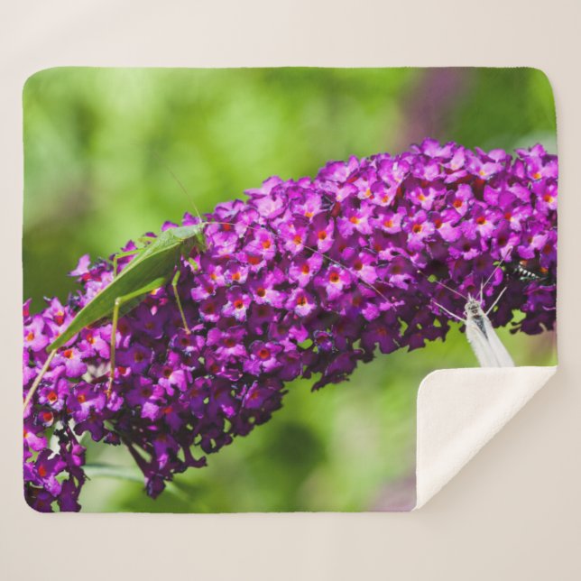 Couverture Sherpa énergie katydone (Devant (Horizontal))