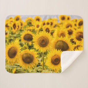 Couverture Sherpa Farms A Sunflower