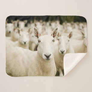 Couverture Sherpa Farms Herd of Sheep