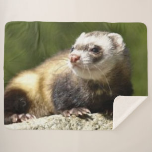 COUVERTURE SHERPA FERRET