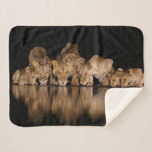 Couverture Sherpa Fierté de lions buvant au point d'eau la nuit