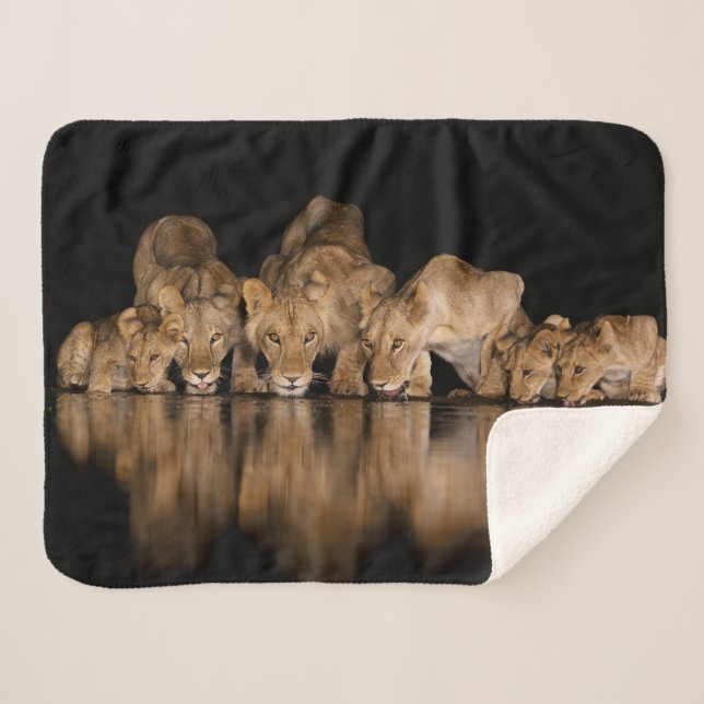 Couverture Sherpa Fierté de lions buvant au point d'eau la nuit (Devant (Horizontal))