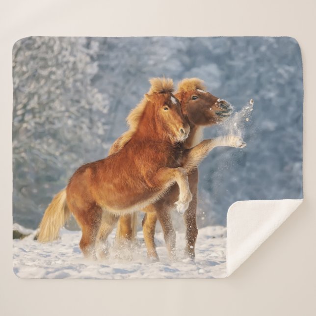 Couverture Sherpa Foal de cheval islandais jouant dans la neige amus (Devant (Horizontal))