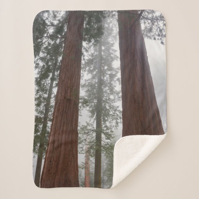 Couverture Sherpa Foggy Matin & Neige Printemps Sous Séquoia Géante (Devant)