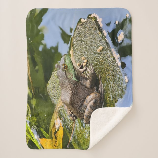 Couverture Sherpa Grenouille - Vieux Coasseur (Devant)