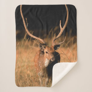 Couverture Sherpa Habitat naturel du chital Parc national de Bandh