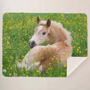 Couverture Sherpa Haflinger Horse Cute Foal Repose dans un lit à fle