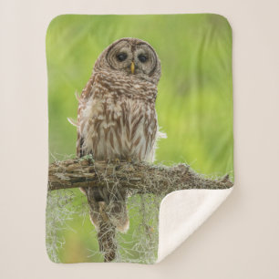 Couverture Sherpa Hibou moyen-duc sur une branche d'arbre