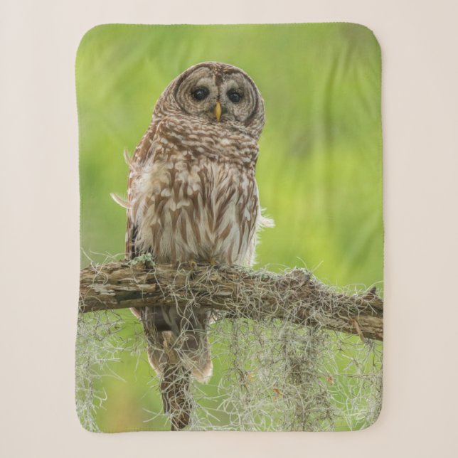 Couverture Sherpa Hibou moyen-duc sur une branche d'arbre (Devant)