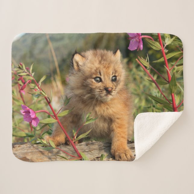 Couverture Sherpa Jeune Lynx du Canada, Alaska (Devant (Horizontal))