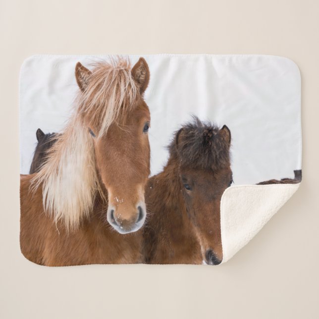 Couverture Sherpa Jolis chevaux islandais ensemble (Devant (Horizontal))