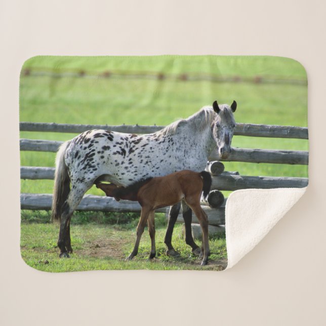 Couverture Sherpa Jument Appaloosa et poulain (Devant (Horizontal))