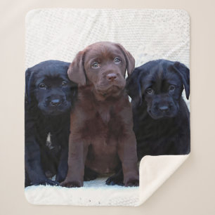 Couverture Sherpa Laboratoire de chocolat - Chiots noirs du Labrador
