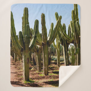 Couverture Sherpa Le jardin des cactus. De grands cactus verts et de