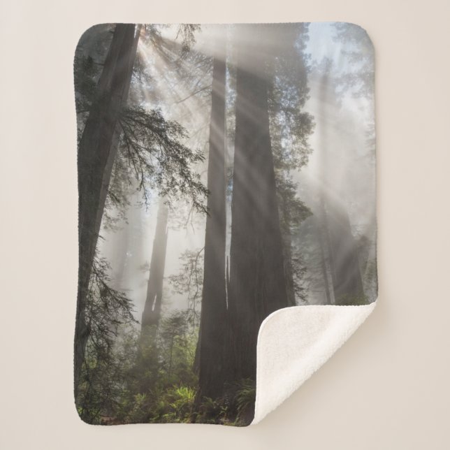 Couverture Sherpa Le parc national de Redwood Californie (Devant)