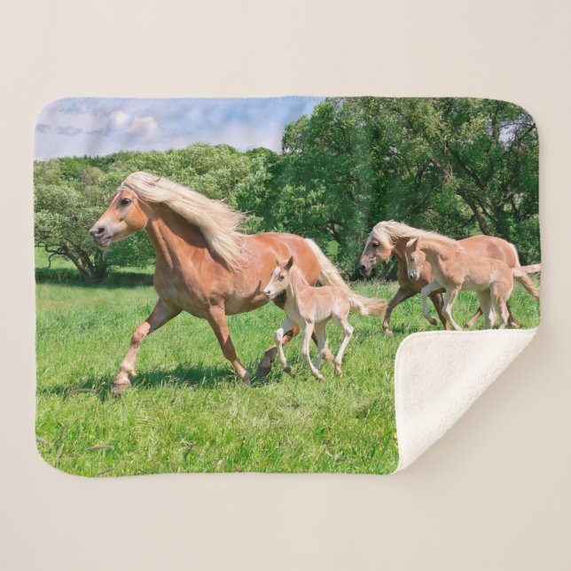 Couverture Sherpa Les chevaux de Haflinger avec les poulains mignons (Devant (Horizontal))