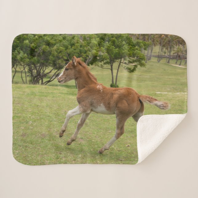 Couverture Sherpa L'île de Pâques aka Rapa Nui (Devant (Horizontal))