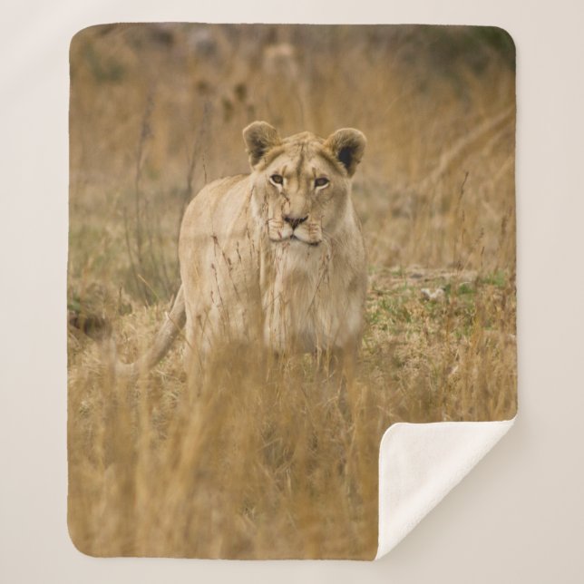 COUVERTURE SHERPA LIONNEUR DANS LA GRASSE (Devant)