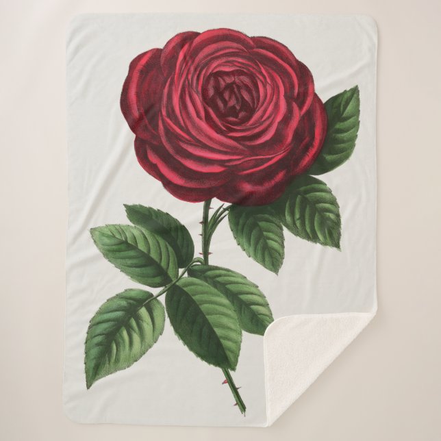 Couverture Sherpa Lithographie de rose antique, François-Frédéric Gr (Devant)
