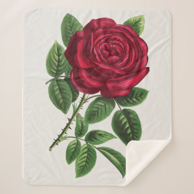 Couverture Sherpa Lithographie de rose antique, François-Frédéric Gr (Devant)