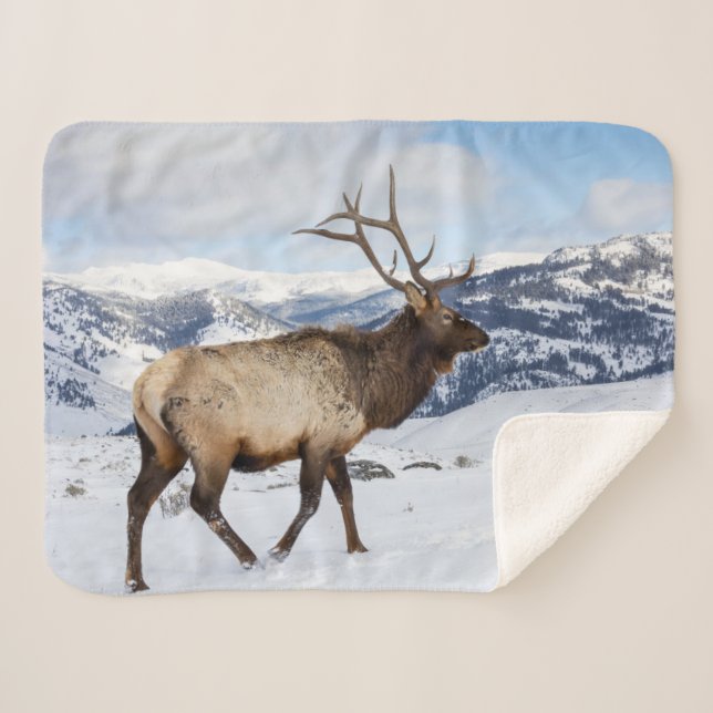 Couverture Sherpa Lone Bull Elk | Parc national de Yellowstone (Devant (Horizontal))