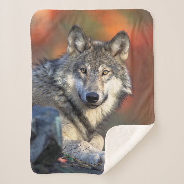 Couverture Sherpa Loup (Devant)