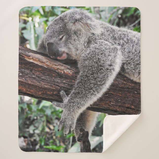 COUVERTURE SHERPA L'OURS DE KOALA DORT SUR L'ARBRE (Devant)